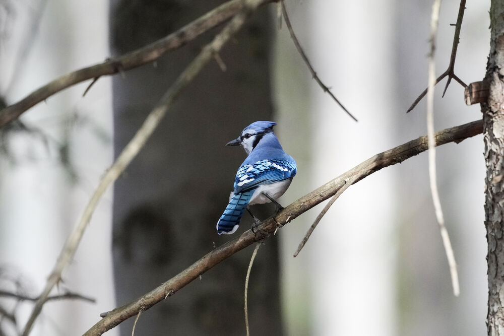 Jay bleu
